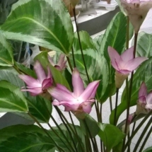 Calathea Bicajoux Gecko