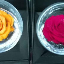 Rose (2)