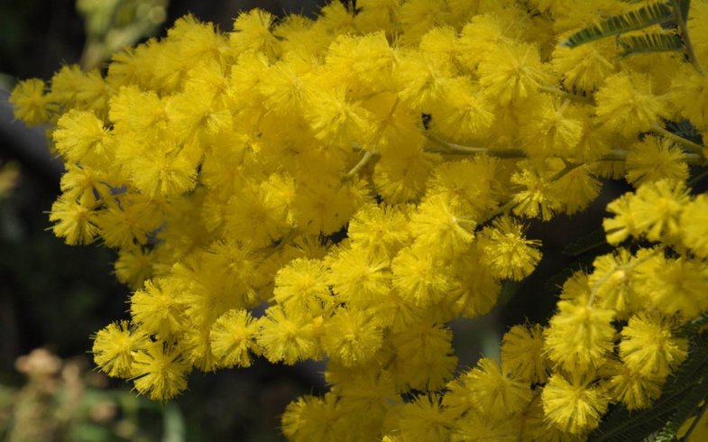 Il fiore del mese, la mimosa