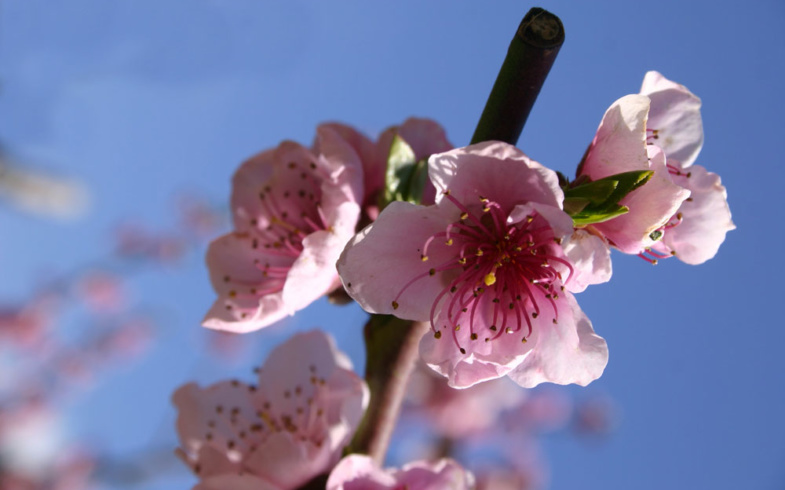 Oggi inizia la primavera!