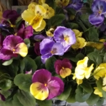fiori finti (4)