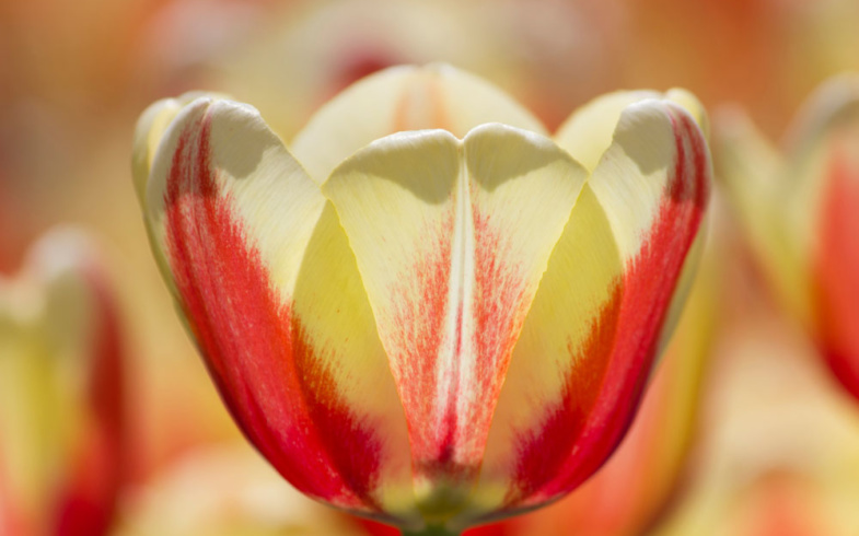 Il fiore del mese, il tulipano
