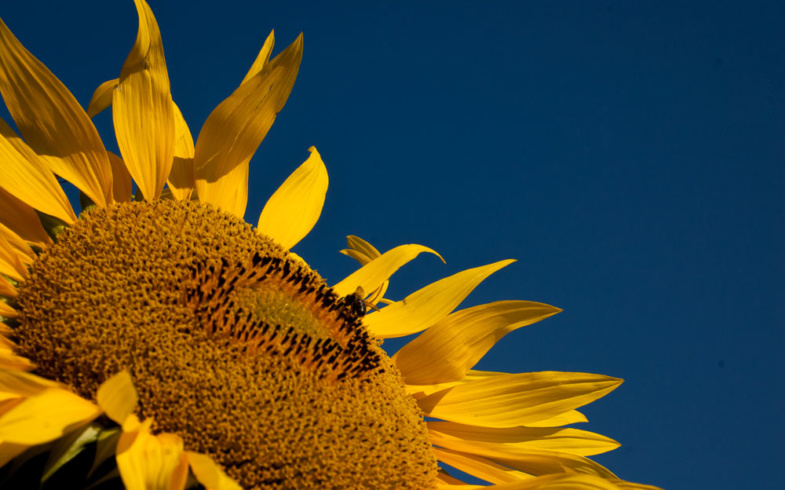 Giugno è arrivato, il fiore del mese è il girasole