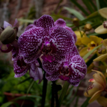 orchidea