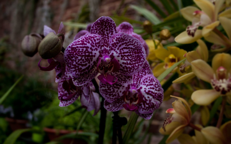 Quali fiori regalare per la festa della mamma