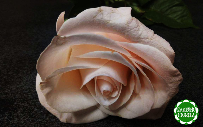 Il fiore del mese, la rosa