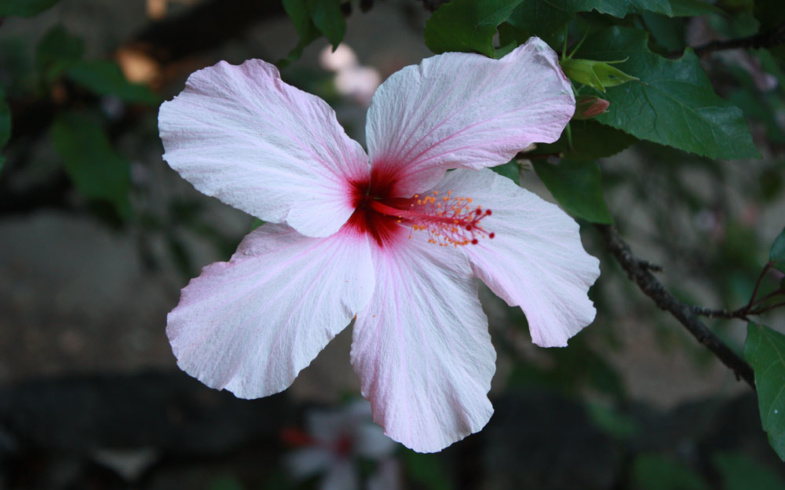 Arriva l’estate, come proteggere fiori e piante dal caldo