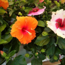 hibiscus_colorati