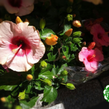 hibiscus_rosa