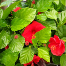 hibiscus_rosso