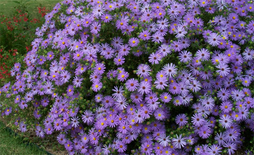 Il fiore del mese di settembre: gli astri o settembrini