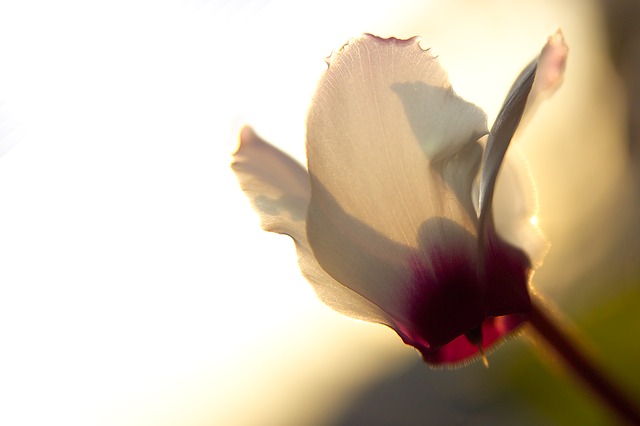 Il fiore del mese di ottobre: i ciclamini