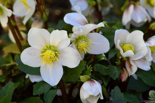 Il fiore del mese di gennaio, l’Elleboro