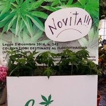 canapa