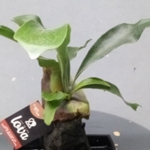 piantapietralavica
