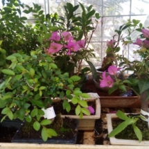 bonsai (1)