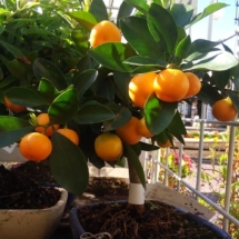 bonsai (4)
