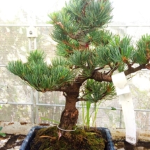 bonsai (5)