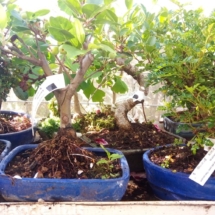 bonsai (6)