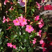 dipladenia