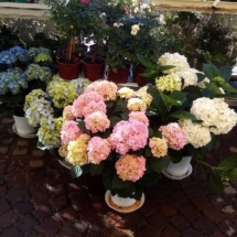 fiori aiuola balcone giardino (1)