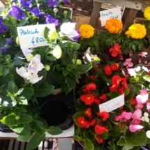 fiori aiuola balcone giardino (2)