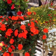 fiori aiuola balcone giardino (3)