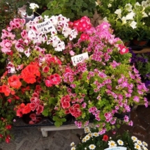 fiori aiuola balcone giardino (4)