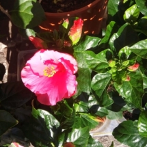 hibiscus