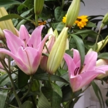 lilium (1)