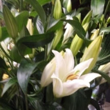 lilium (2)