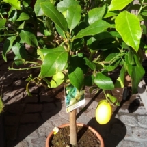 limone