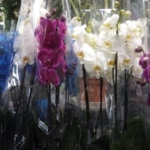 orchidee