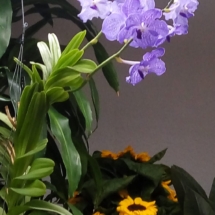 orchidee aeree
