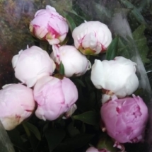 peonie (1)