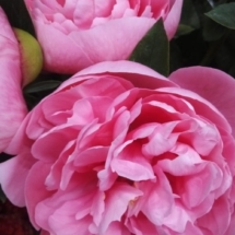 peonie (2)