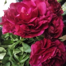 peonie (3)