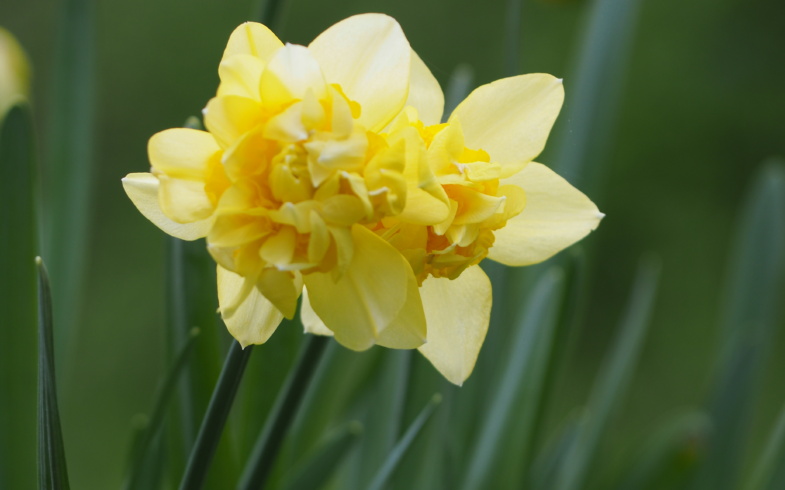 La bellezza della primavera: un’ode ai fiori